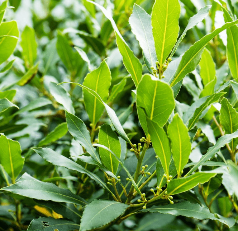 Bay Leaf Plant Live, Laurus Nobilis Bay Laurel Tree for Indoor or Outdoor Planting, 4-7 Inch Tall