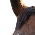 thumbnail image 4 of HYCONIC Faux Fur Horse Lead Rope, 4 of 4