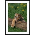 thumbnail image 2 of Art.com Bengal Tiger Cub Sleeping on Fallen Tree Photographic Print by DLILLC, Black Frame Wall Art, 21" x 29", 2 of 5