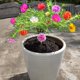 thumbnail image 4 of Soporte para plantas YONGSHENG redondo retráctil 5 uds blanco verde 30 x 25 cm, 4 of 5