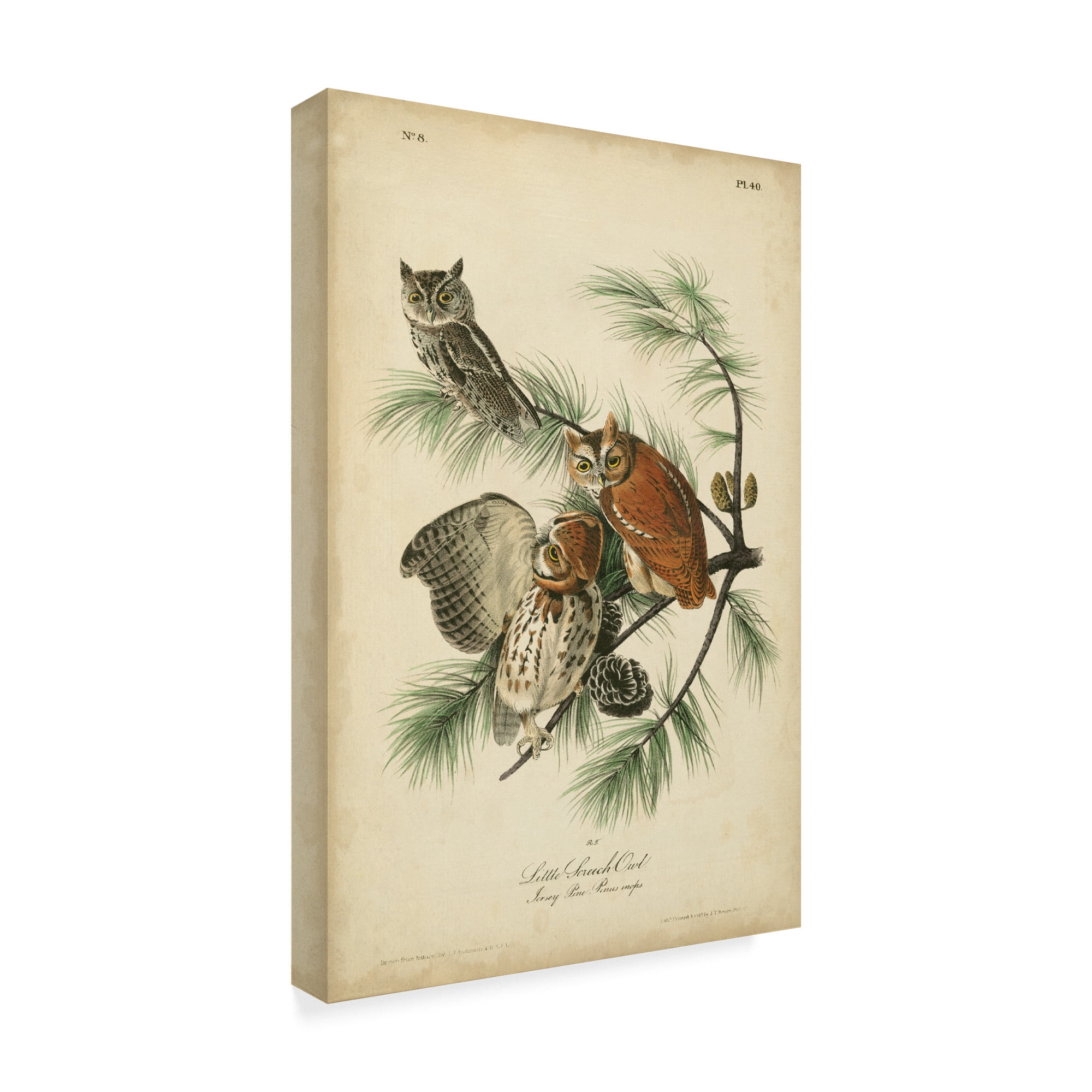 Trademark Fine Art 'Audubon Screech Owl' Canvas Art by John James Audubon