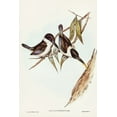 thumbnail image 2 of Gould, John 23x32 Black Ornate Wood Framed with Double Matting Museum Art Print Titled - Halcyon sordid-Sordid Halcyon, 2 of 4