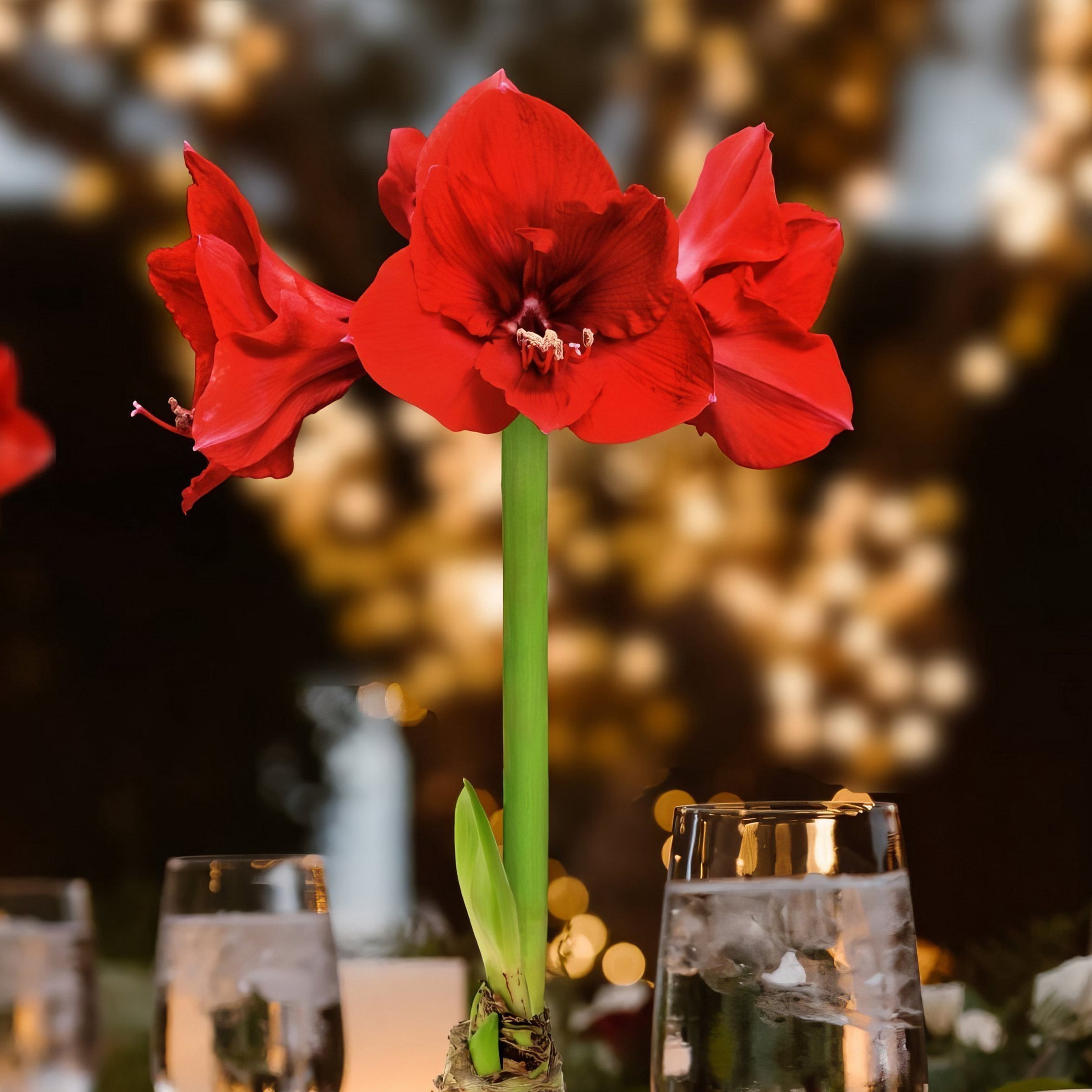 Live Ornamental/Decor Gold Waxed Amaryllis with Red Blooms with Indirect Sun- 1 Piece