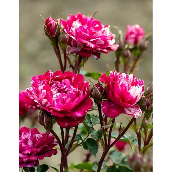 Candy Sunblaze® Miniature Rose Bush - Hardy - 2.5" Pot