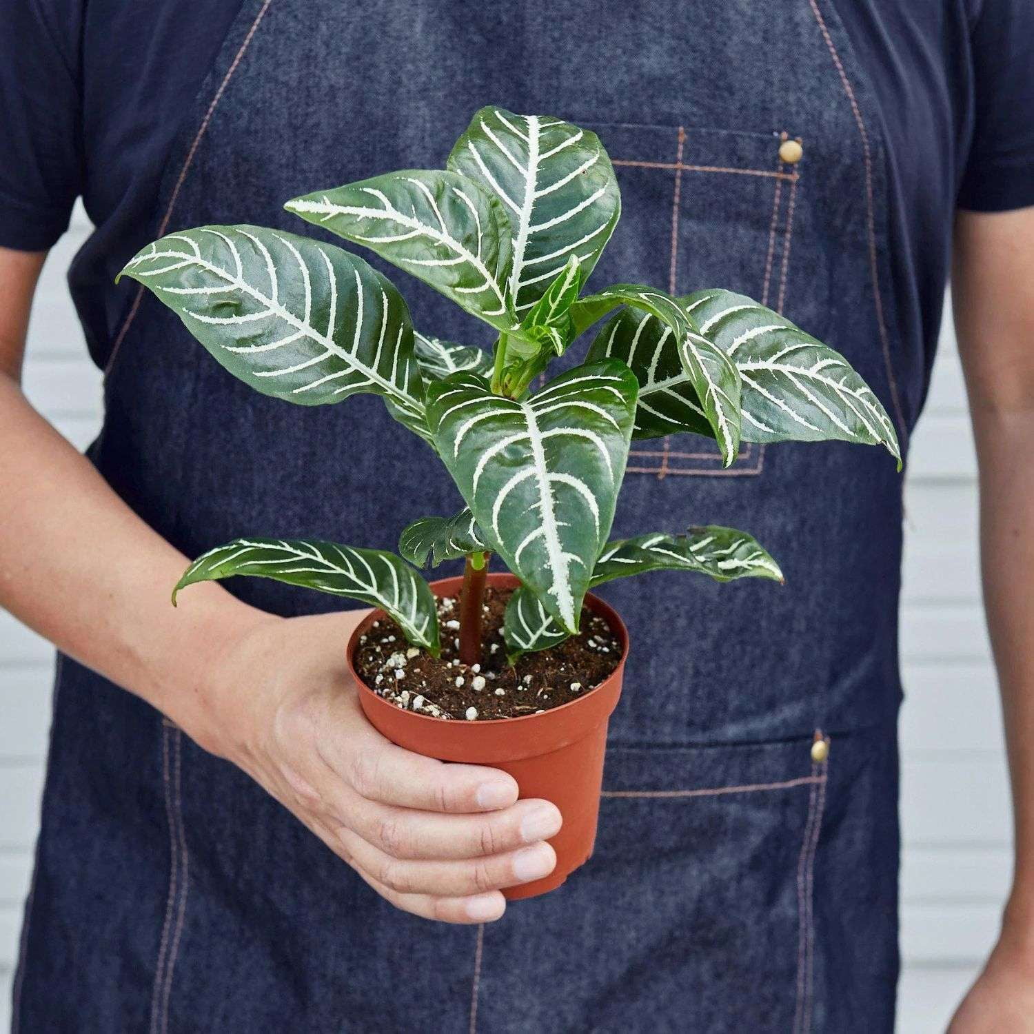 Zebra Aphelandra Live Plant for Indoor | Different Houseplants in 4'' & 6'' Pot | Real House Plant for Living Room, Office, Desk & Bathroom | Zebra plant | Aphelandra squarrosa