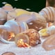 Coquilles de Crabe Ermite, 11 Pièces, Coquillages Turbo à Croissance Moyenne et Petite, Coquille de Mer pour Crabes Ermite – image 3 sur 8