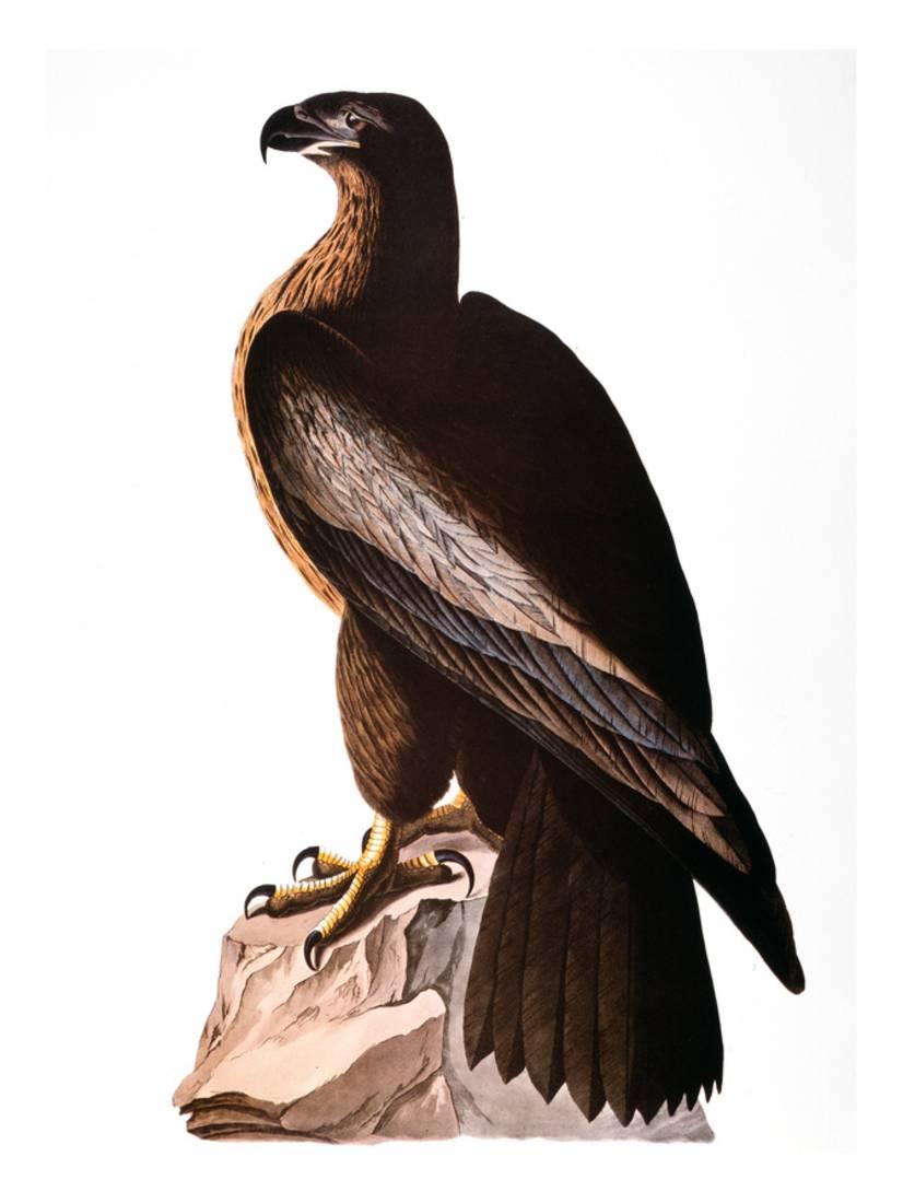 audubon eagle print wall art by john james audubon walmart com audubon walmart