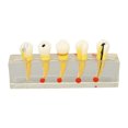 thumbnail image 4 of Modelo de diente de caries BuyWeekMX Modelo de dientes de enseñanza Compacto y liviano, 4 of 9