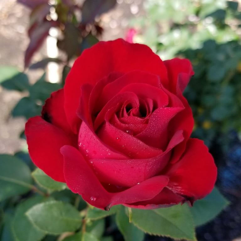 Expert Gardener Dormant Packaged Garden Rose Shrub with Fragrant