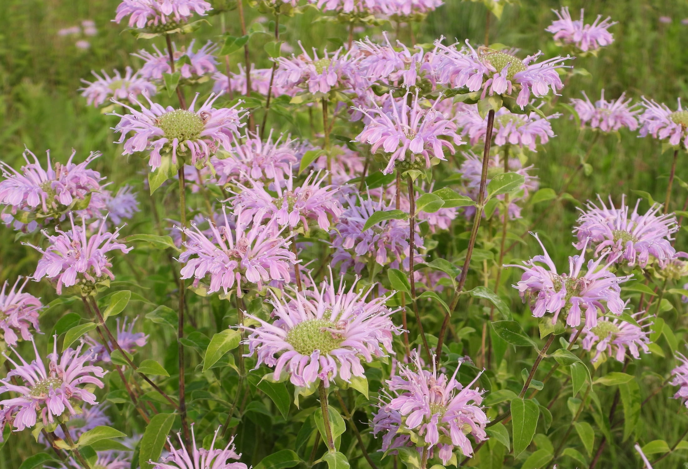 Earthechoseeds Wild Bergamot Bee Balm