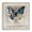 Butterfly Neutral Border, variant on Stupell Industries Moth & White Flowers Animals & Insects Painting Gallery Wrapped Canvas Art Print Wall Art, 17 x 17