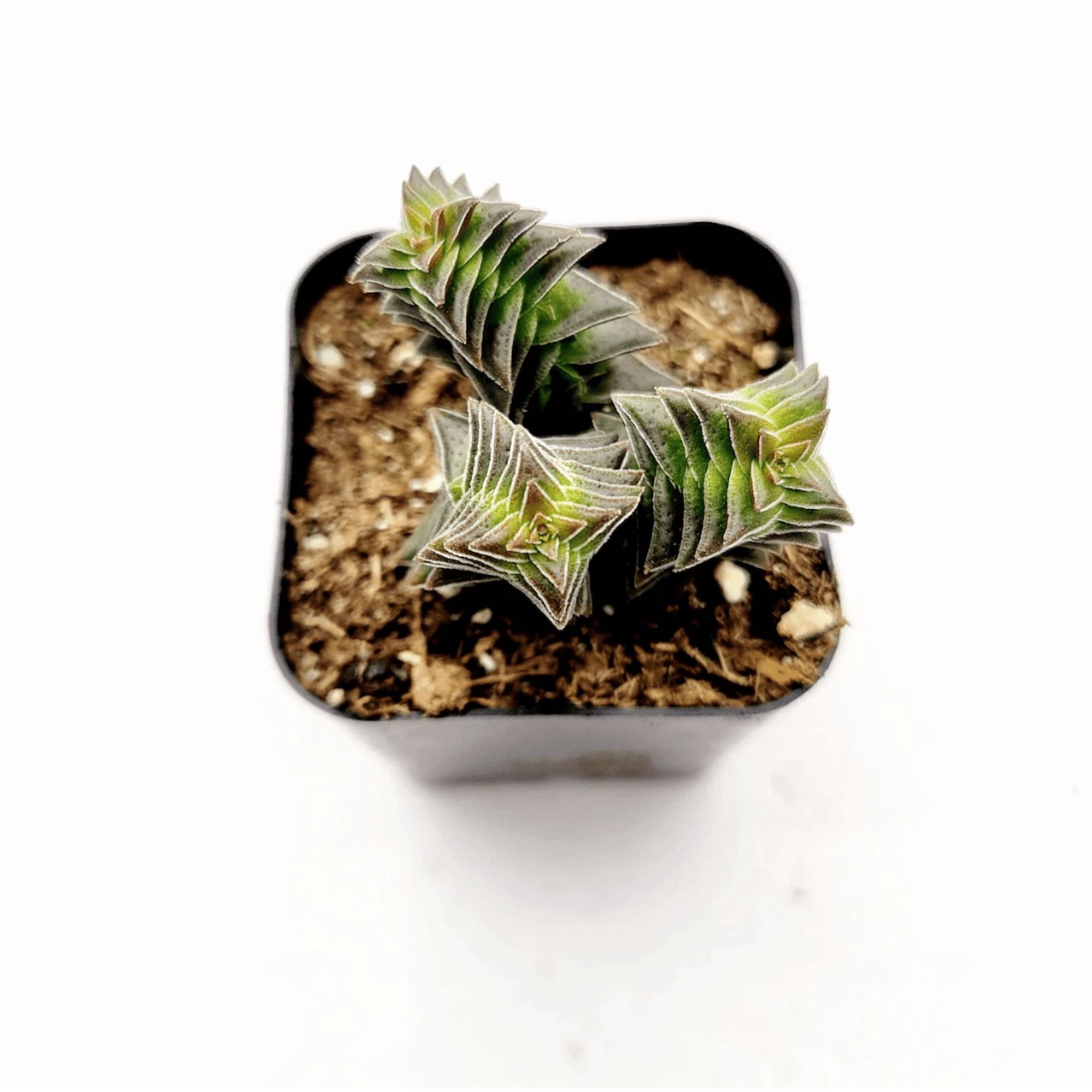 Crassula Capitella Ssp. Thyrsiflora 'Pagoda Village' Succulent Live Plant 2 Inch for Indoor Outdoor Home Office Garden Decor