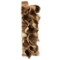 thumbnail image 5 of Vickerman 10-12" Natural Giant Seed Pod Segment - small, 1 piece, Dried, 5 of 5