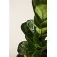 thumbnail image 6 of PLANTCO Fiddle Leaf Fig  Fertilizer Granules | Feeds Fig Plants up to 6 Months (8 oz), 6 of 8