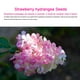thumbnail image 2 of Semillas De Hortensia De Fresa Semillas De Flores De Fresa Flor De Bonsai De Hortensia De Fresa, 2 of 7
