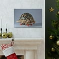 thumbnail image 5 of Funny Tortoise Silly Tortoise Inside Wall Art Ready to Hang Unframed, 5 of 18