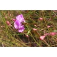 thumbnail image 7 of 100 FALSE SLENDERLEAF FOXGLOVE Purple Gerardia Agalinis Tenuifolia Flower Seeds, 7 of 7