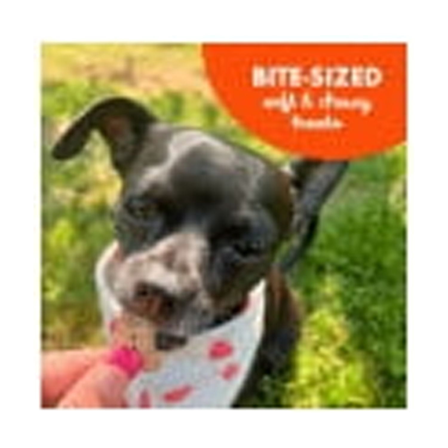 Buddy Softies Soft & Chewy Dog Treats, Peanut Butter, 20 oz. Jar