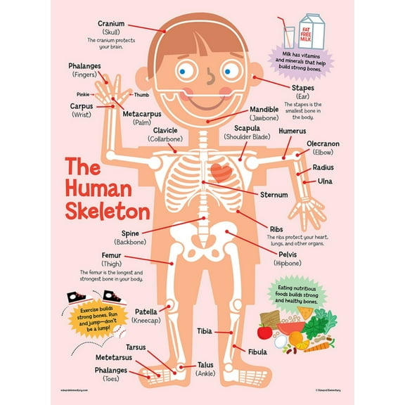 The human skeletonposter Suitable for medical education posters for students, and can also be used as classroom and hospital office decoration