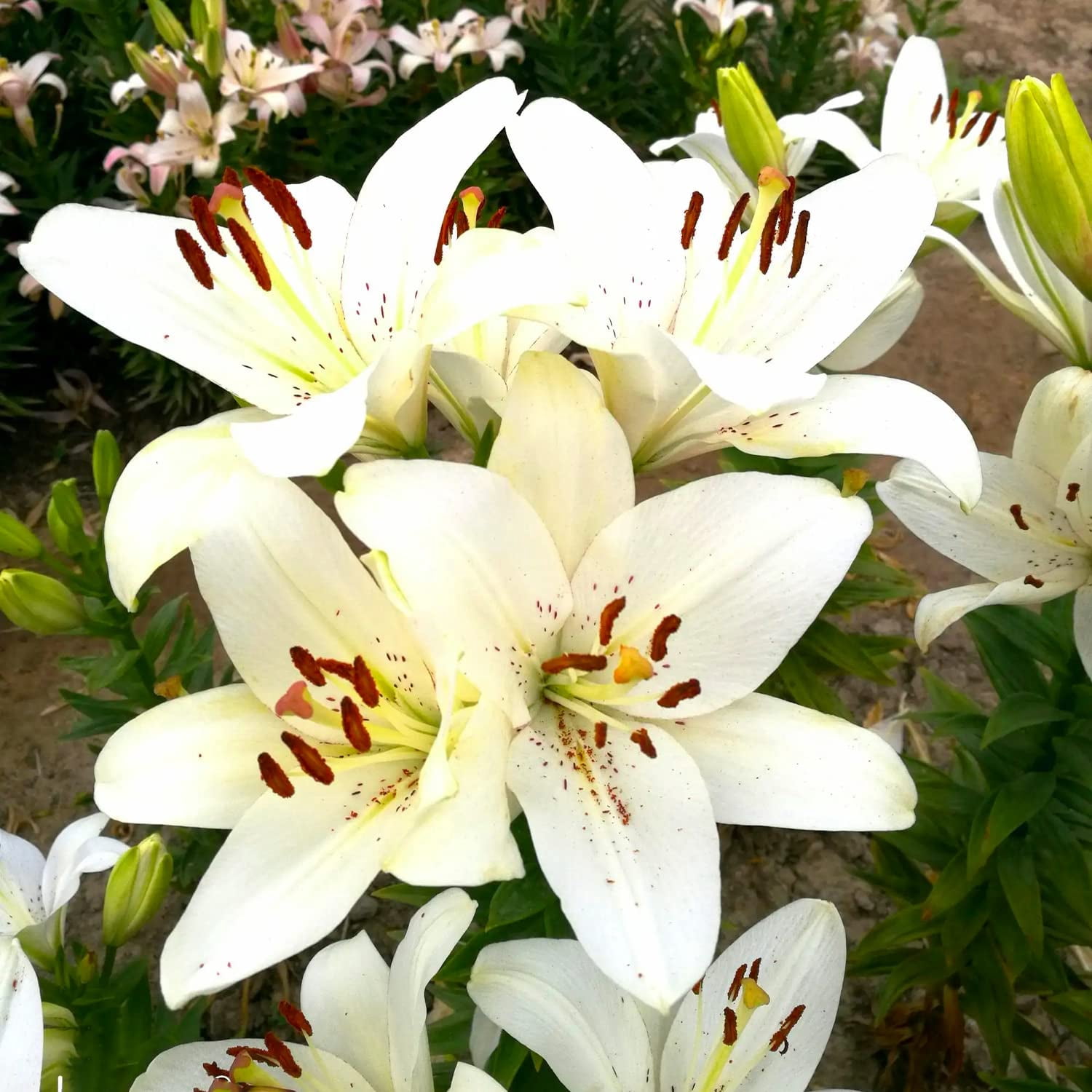 10 White Lily Asiatic Lilium Bulbs for Planting,White Lily Spring