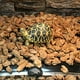 thumbnail image 3 of Tapete calentador de reptiles Calentador debajo del tanque con controlador de temperatura Xemadio WMZL-620-2, 3 of 7