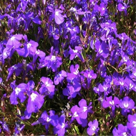 Heirloom Flower Bulbs - Lobelia 'Crystal Palace Blue' (Lobelia Erinus L.) Flower Plant Seeds, Annual Heirloom