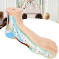 thumbnail image 1 of Modelo Anatómico De Pie Para Adultos, Pantalla Muscular De Investigación Docente De Tamaño, Modelo De Pie Humano De PVC, Señalización Digital Conveniente Para El Aprendizaje, 1 of 7