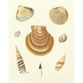 thumbnail image 2 of Knorr 26x32 White Modern Wood Framed Museum Art Print Titled - Knorr Shells V, 2 of 4