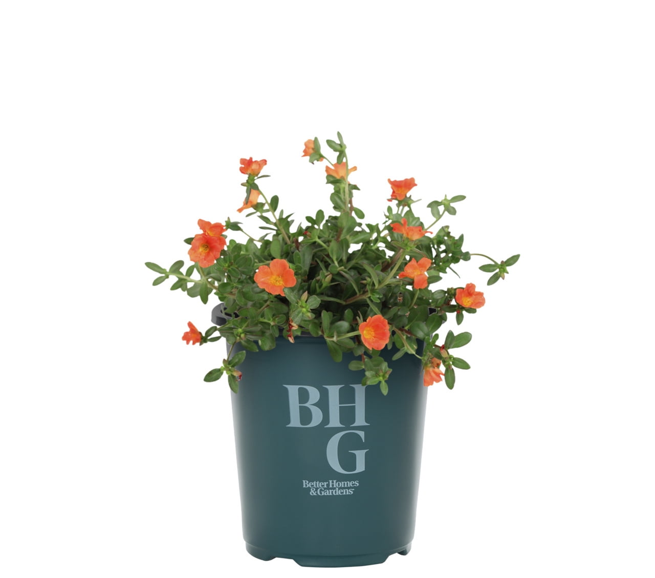 Better Homes & Gardens Orange Portulaca Purslane Live Annual Plant, Full Sun, 5-Pack