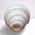 thumbnail image 3 of Loud Blowing Shankh for Pooja, Natural Conch Shell, Standard Size (6-7 inches) By Indian Collectible, 3 of 3