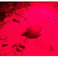 thumbnail image 4 of Linterna WAYLLSHINE de modo único, luz roja, paquete de 3, 4 of 7