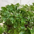 thumbnail image 3 of Aralia Ming, 4" Plant, The Plant Farm, 3 of 5
