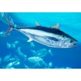 thumbnail image 2 of wall26 - Bluefin Tuna Thunnus Thynnus Saltwater Fish in Mediterranean - Removable Wall Mural | Self-Adhesive Large Wallpaper - 66x96 inches, 2 of 6