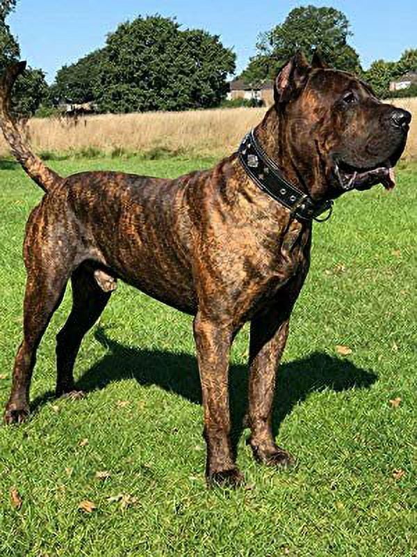 The Bestia "Aztec" Black Leather Dog Collar for Large Dog Breeds