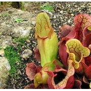 9GreenBox - Sarracenia Carnivorous Pitcher Plant - 3" Pot