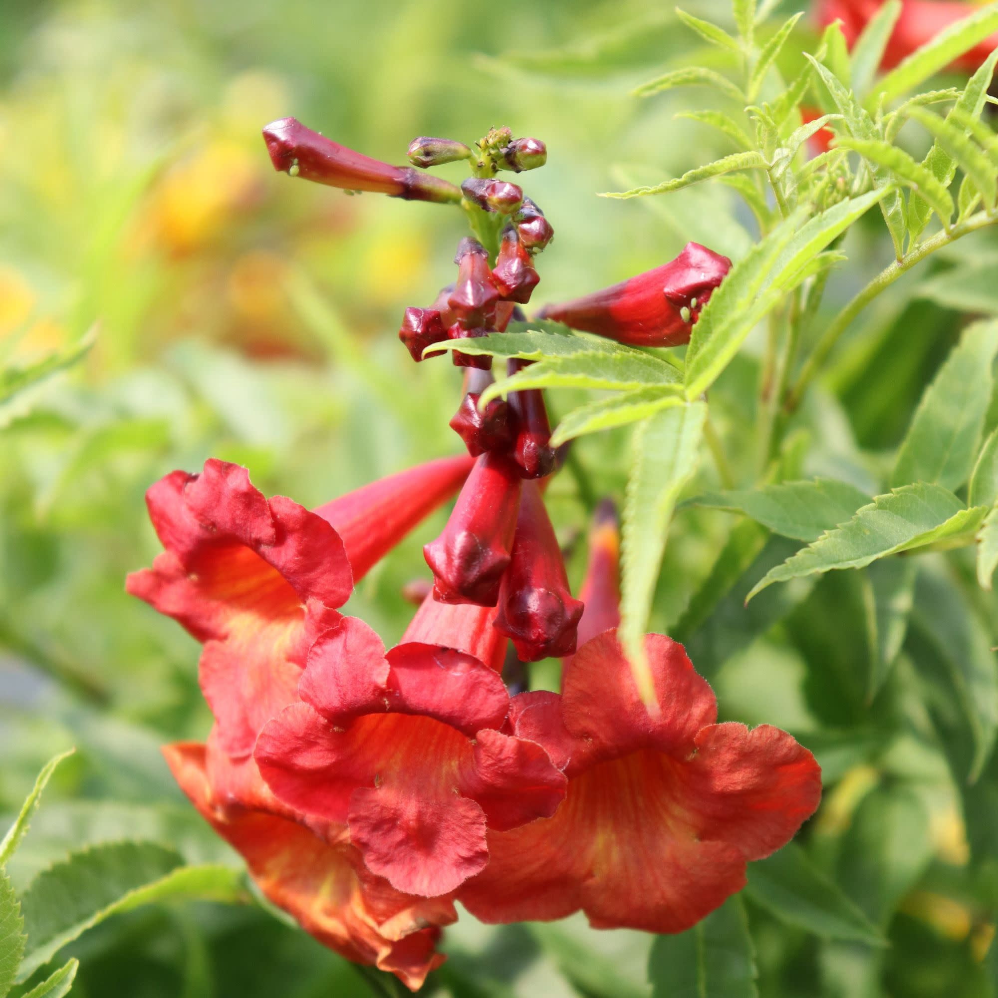 Proven Winners ColorChoice 5" Chicklet Red Esperanza Live Plant in 4.5" Pot (4 Count)
