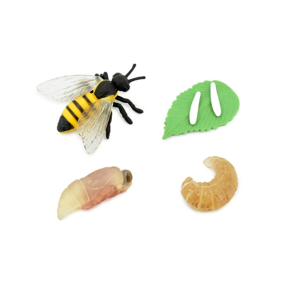 Hornet, Life Cycle of a Hornet, 4 Stages, Museum Quality, Hand Painted, Rubber Bug, Figure, Model, Realistic, Educational, Gift, 2 1/2" CH480 BB150