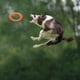 thumbnail image 5 of Juguete para cachorros, entrenamiento canino, lanzamiento, para perros pequeños y medianos, 5 of 6