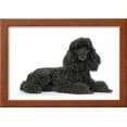 thumbnail image 2 of Black Poodle Lying Down, Animals Framed Art Print Wall Art Sold by Art.Com, 2 of 5