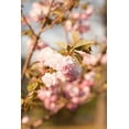 thumbnail image 2 of Karyn Millet 23x32 Gallery Wrapped Canvas Wall Art Titled - Spring Blossoms IV, 2 of 4