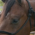 thumbnail image 2 of Equissential Rope Halter with 8ft Attach, 2 of 4