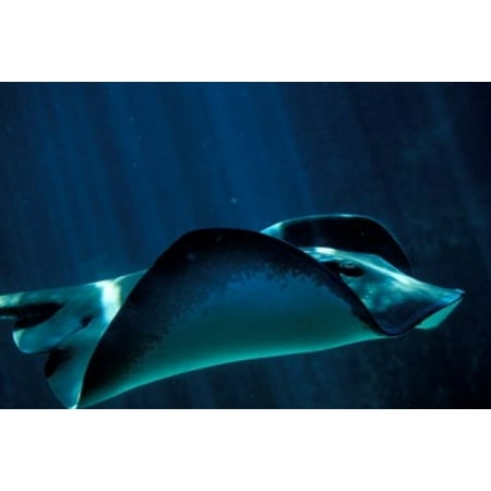 Short-Tailed Sting Ray Two Oceans Aquarium Cape Town South Africa Stretched Canvas - Paul Souders  DanitaDelimont (18 x