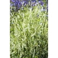 thumbnail image 4 of 1500 WHITE Blossom SWEET CLOVER Melilotus Officinalis Alba Albus Sweetclover Honey Clover Flower Seeds, 4 of 6