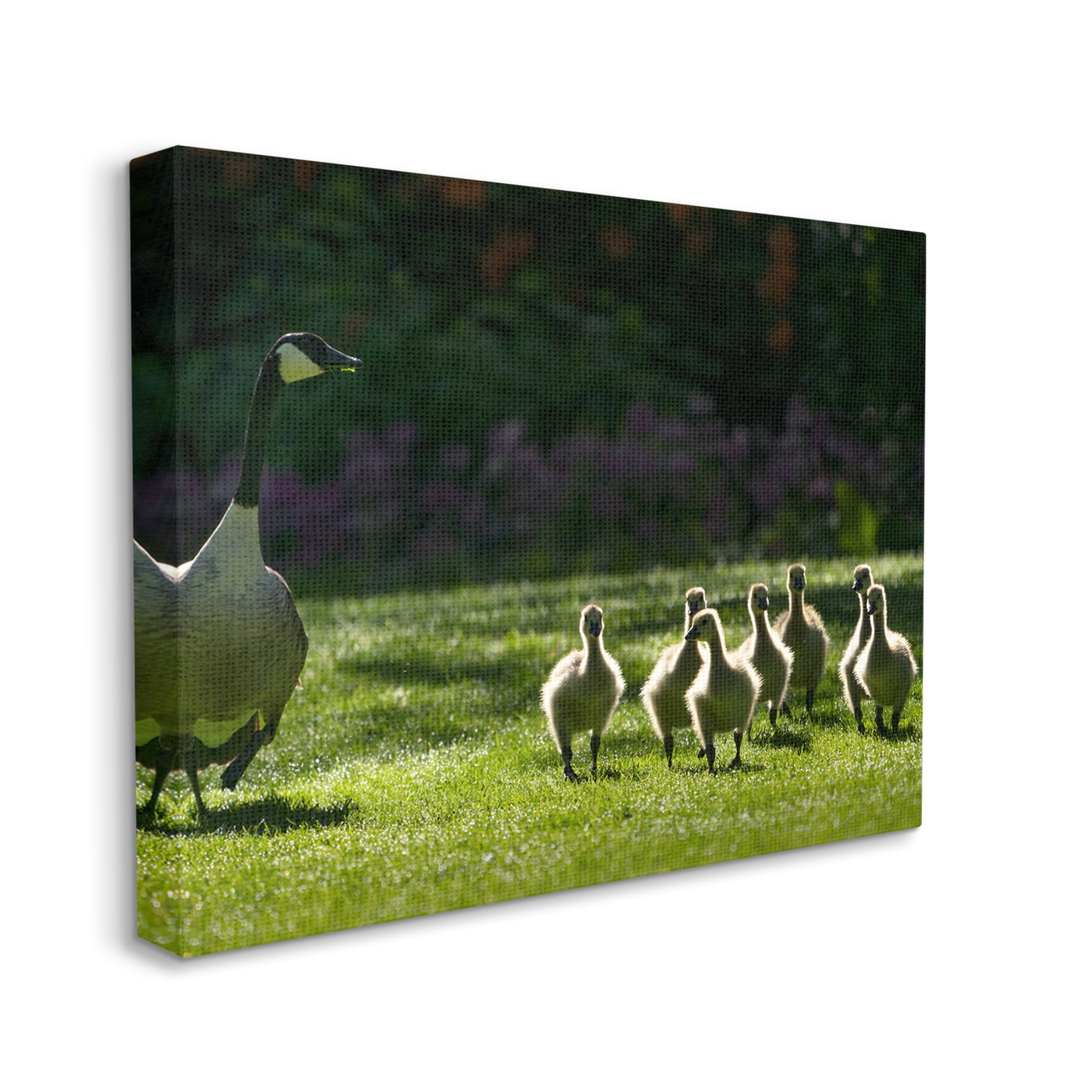 Stupell Industries Goose Family Photography Animals & Insects Photography Gallery Wrapped Canvas Print Wall Art, 48 x 36