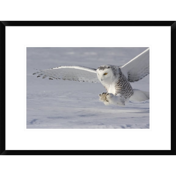 Global Gallery Mircea Costina 'The White Hunter' Framed Wall Art