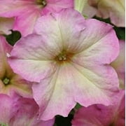 (3-Pack) SOPHISTICA "ANTIQUE SHADES" PETUNIA ~ 15 Pelleted SEEDS