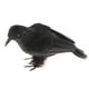 thumbnail image 1 of Adornos de pájaro con plumas falsas de tamaño real para decoración de fiesta de Halloween 1 negro, 1 of 9
