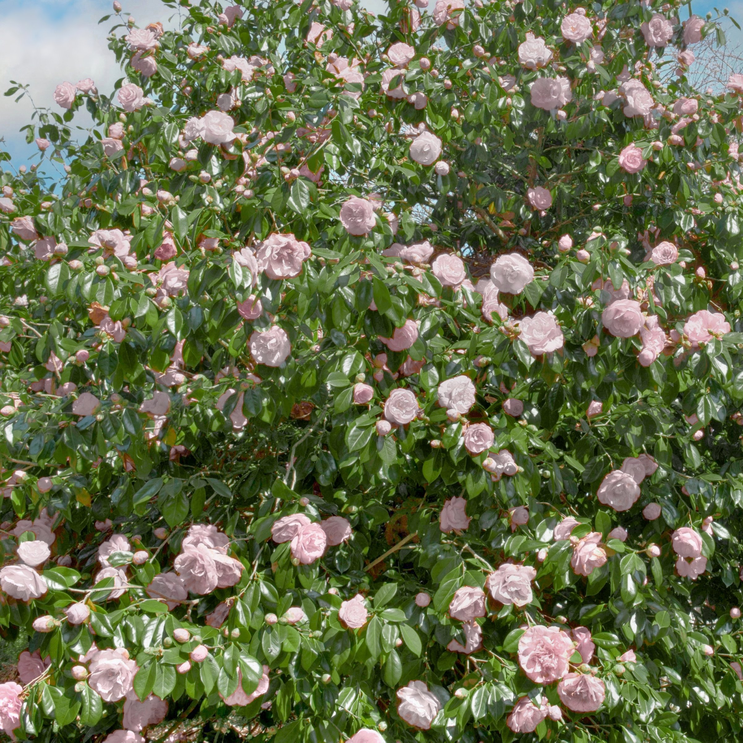 National Plant Network 1 gal. Camellia Japonica Jerry Donnan Shrub