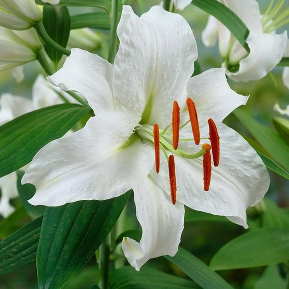 Flower Bulbs - Lilium Oriental Hybrid Casa Blanca (8 Bulbs)