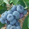 thumbnail image 4 of Titan Blueberry Bush Live Fruit Plant, 1 Gallon Potted, Deciduous-Liner, 4 of 6